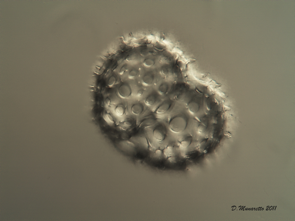 Radiolari Polycystina 5